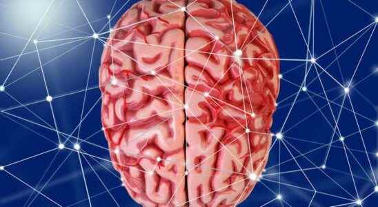 What is good for brain memory development What foods are