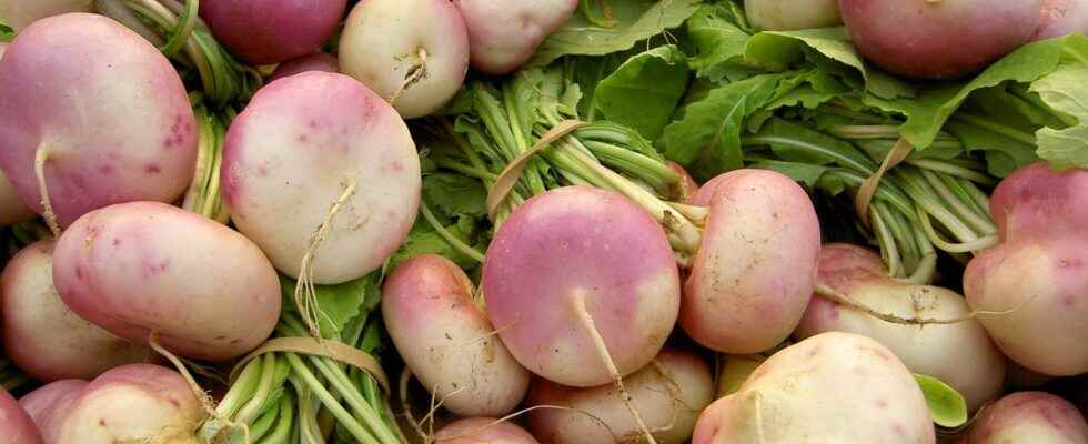 When and how to sow turnips