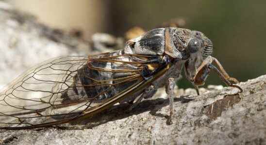 Why do cicadas sing when its hot