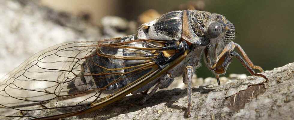 Why do cicadas sing when its hot