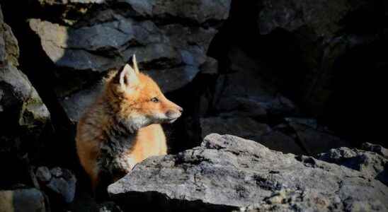 Wild fox kits from St Marys first mammals in Canada