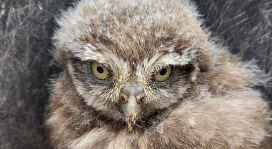 Young little owls disappeared in Leidsche Rijn Most likely robbed
