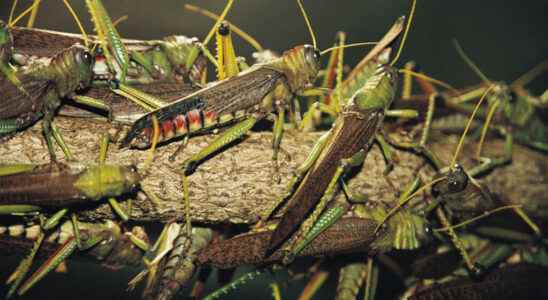 against locusts prevention costs less than reaction
