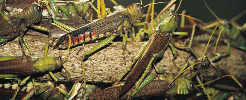 against locusts prevention costs less than reaction