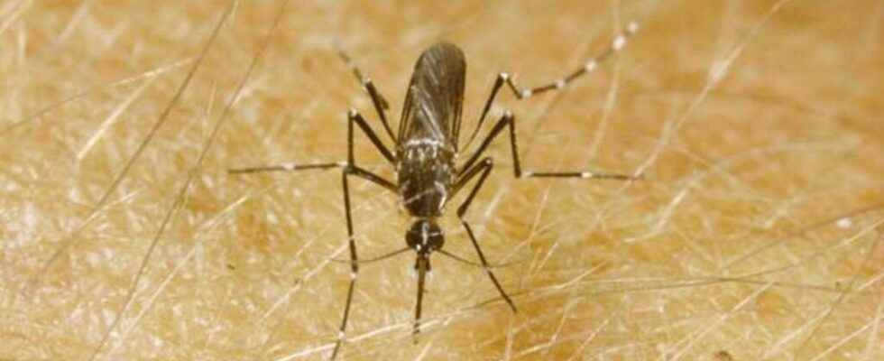 call for vigilance following a dengue epidemic reported in Abidjan