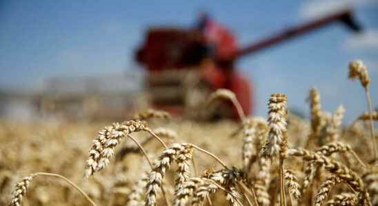 of French farmers choose a more resistant wheat