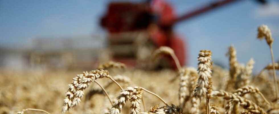 of French farmers choose a more resistant wheat