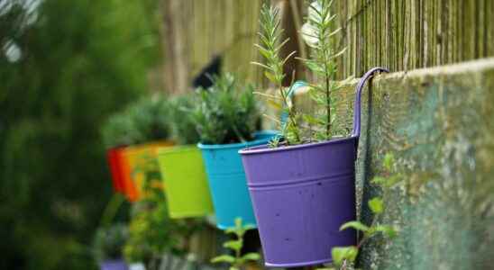 9 medicinal plants to grow at home