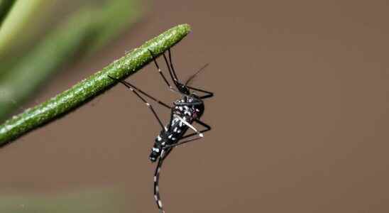 A case of dengue detected in Nimes the ARS on