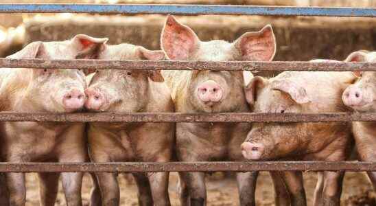 African swine fever an outbreak discovered in Germany near the