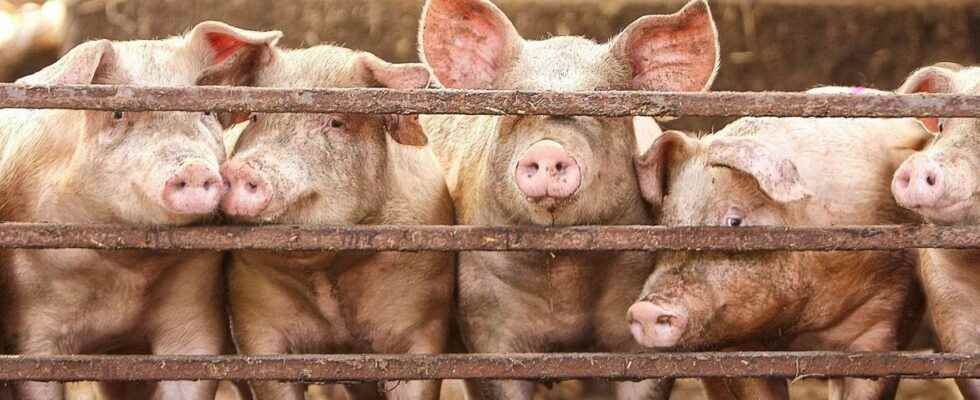 African swine fever an outbreak discovered in Germany near the