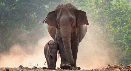 Animals of science do elephants really mourn their dead