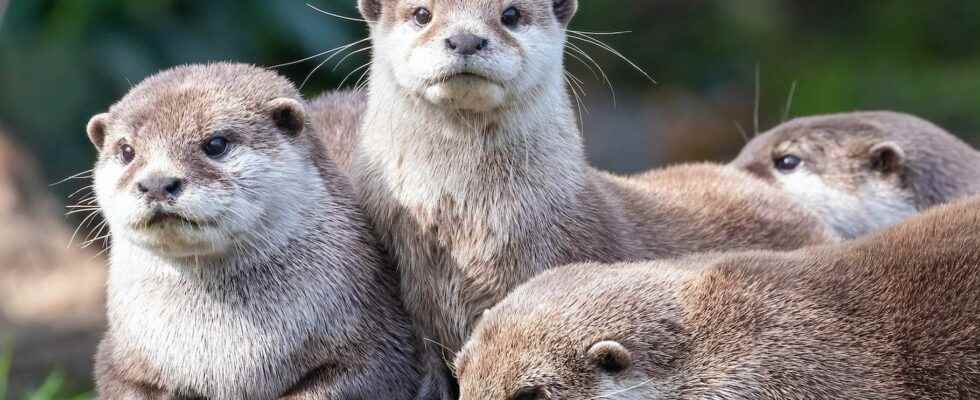 Animals of science otters like to challenge themselves