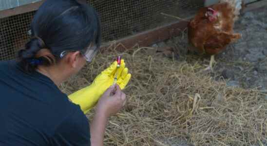 Avian flu symptoms what risks for humans