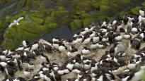 Bird flu threatens seabirds in northern Norway the worlds