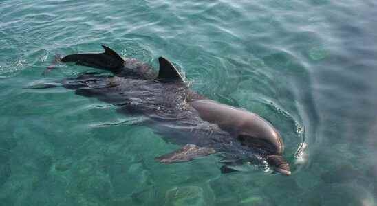 Bottlenose dolphin what is it