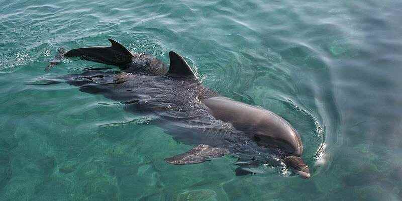 Bottlenose dolphin what is it