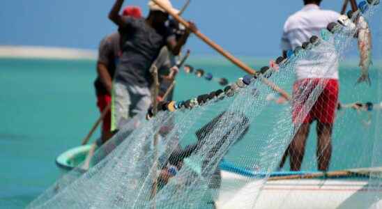Contaminated fish food poisoning is increasing in the Caribbean basin