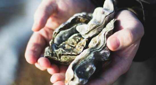 Cosmetics oysters for beautiful skin