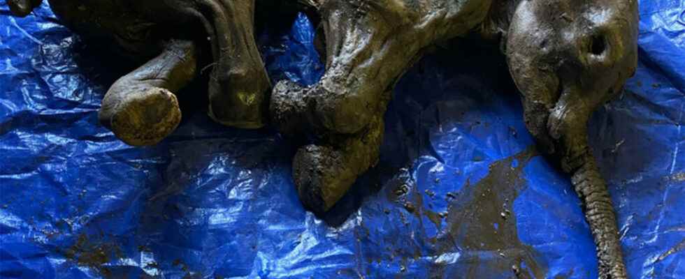 Discovery of a mummified baby mammoth in Canada