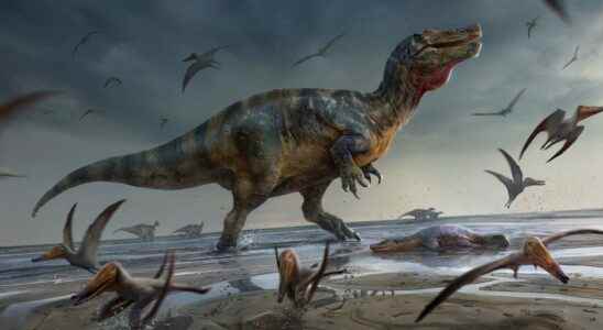 Discovery of the largest carnivorous dinosaur in Europe