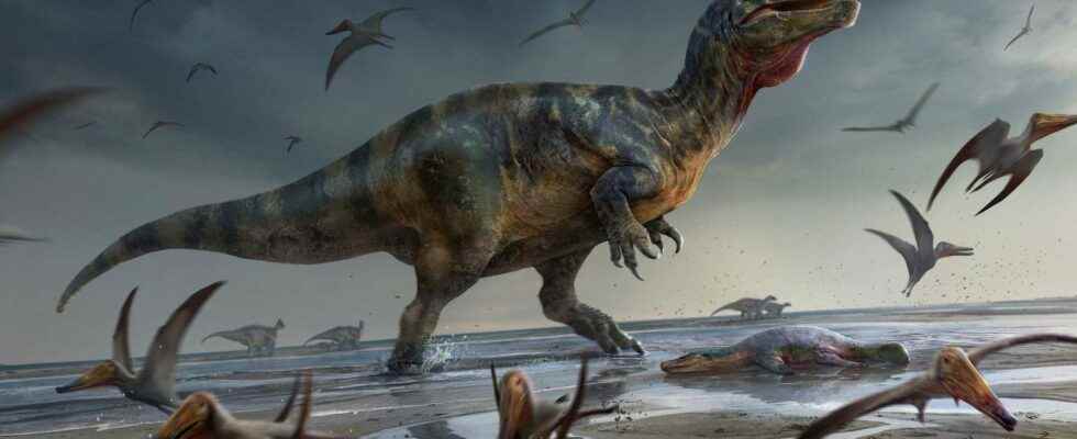 Discovery of the largest carnivorous dinosaur in Europe