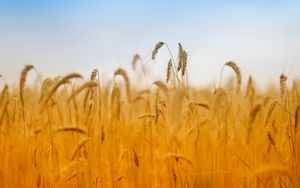 FAO world cereal production expected to drop