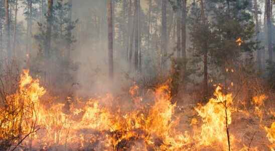 Forest fires Less burnt surfaces But for how much longer