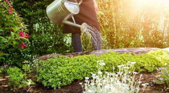 Garden when to water your plants during a heat wave