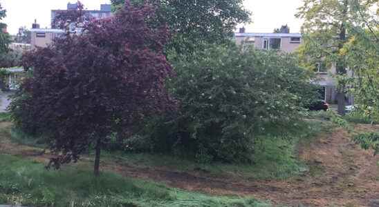 Green management is at home in Utrechts public garden Brown