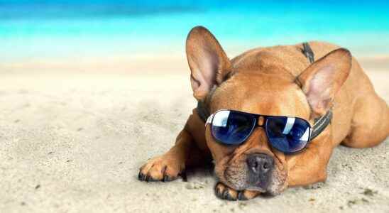 Heat stroke how to protect your dog from the sun