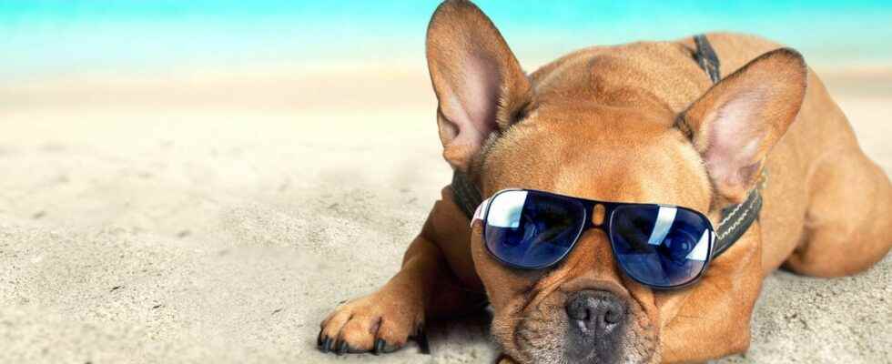 Heat stroke how to protect your dog from the sun