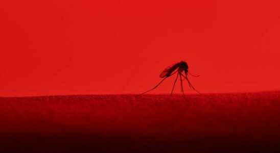 How do mosquitoes find us