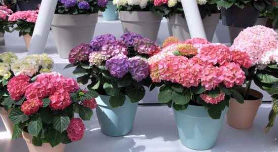How to care for a potted hydrangea