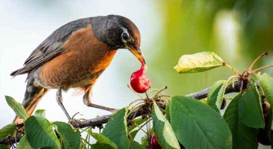 How to keep birds away from fruit trees