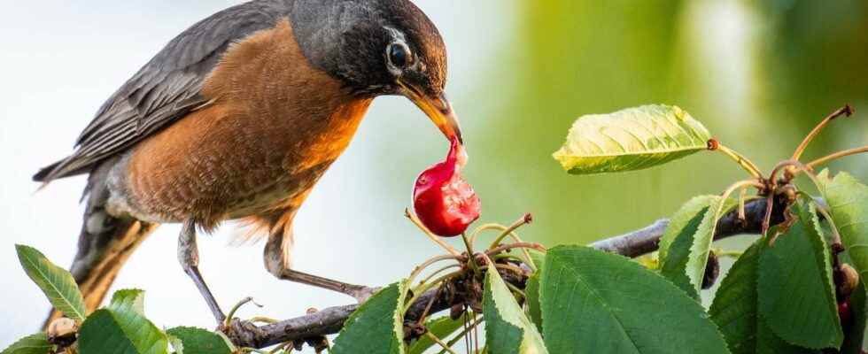 How to keep birds away from fruit trees