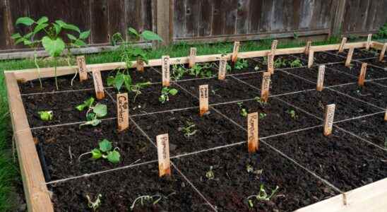 How to make a vegetable patch on a balcony