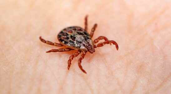 Lyme disease more than 14 of the worlds population have