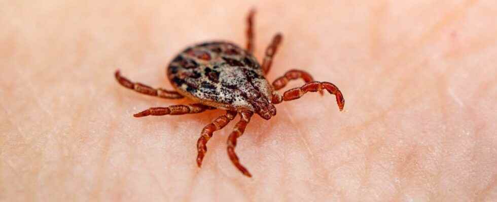 Lyme disease more than 14 of the worlds population have