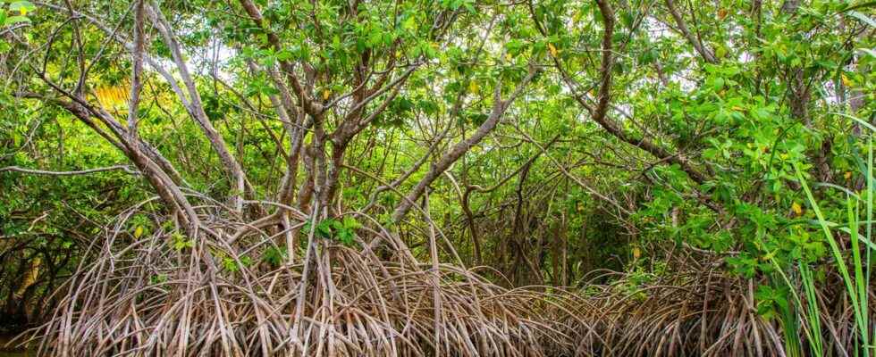 Mangrove what is it