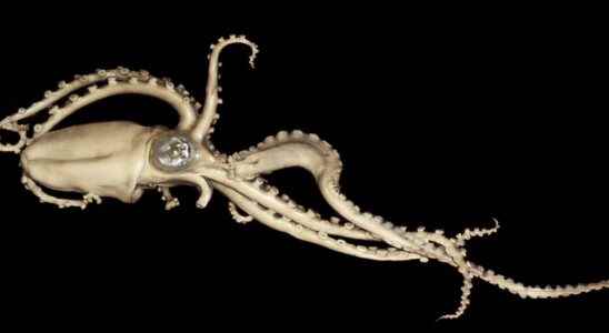 Mathematical game octopus division