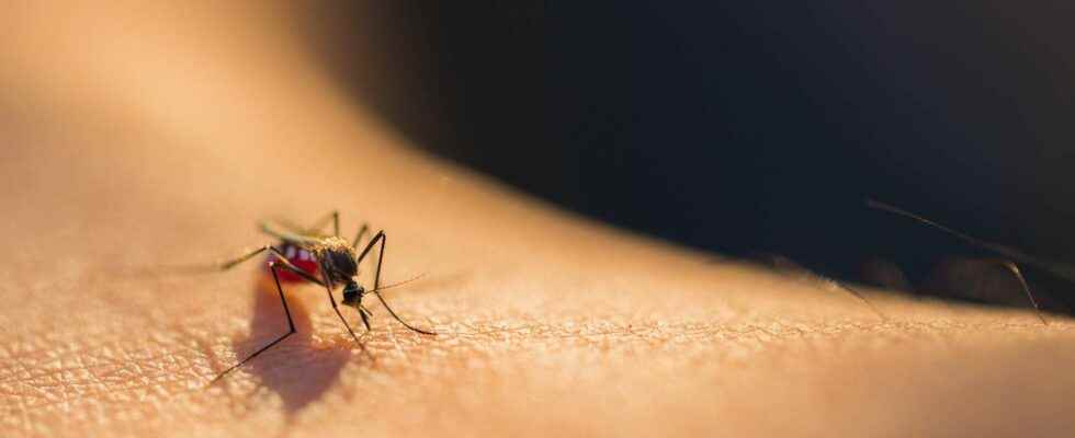 Mosquitoes have an Achilles heel in their genes