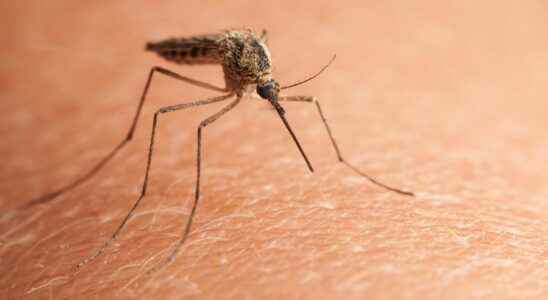 Mosquitoes how to keep them away naturally