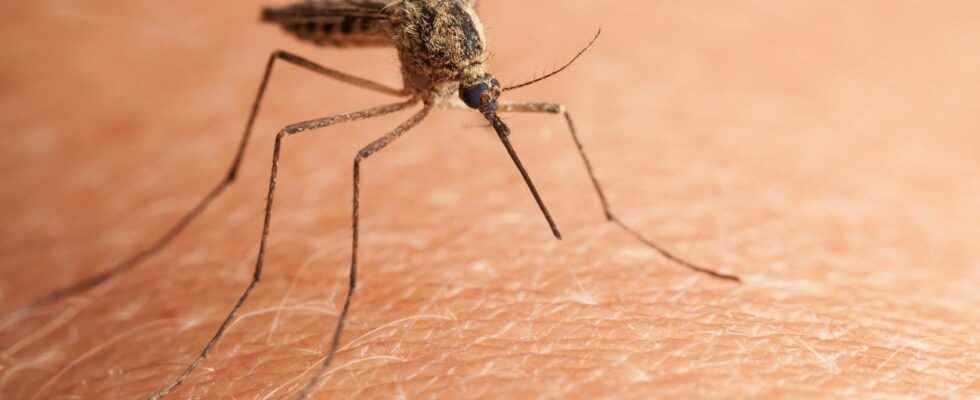 Mosquitoes how to keep them away naturally