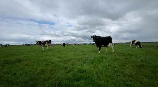 Nitrogen plans announced Gelderse Vallei emissions must be reduced by