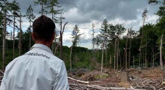 One year after the fall wind how the Lombok forest