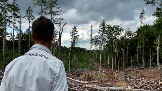 One year after the fall wind how the Lombok forest