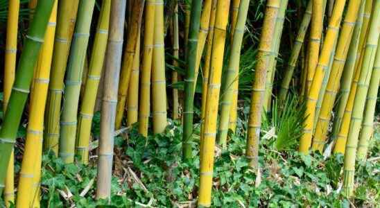 Phyllostachys what is it