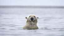 Polar bears may still survive population of southern Greenland