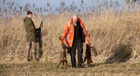 Province of Utrecht backs down on appeal fox hunting remains
